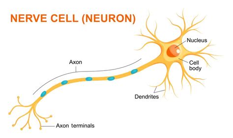 Nerve Cells Are Also Called Neuroglia
