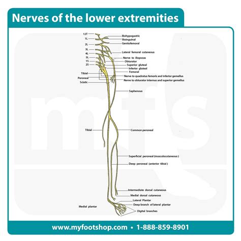 Nerves In Lower Extremity