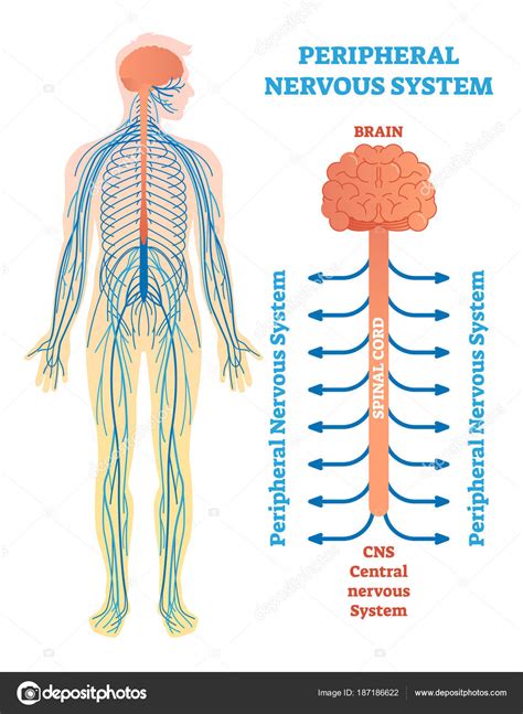 nervioso - sistema nervioso periferico