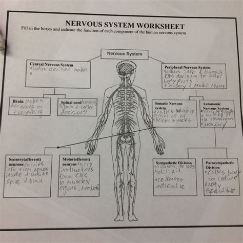 Nervous System 5th Grade Flashcards Quizlet Nervous System For 5th Grade - Nervous System For 5th Grade