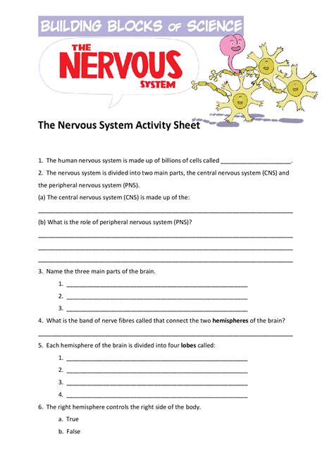 Nervous System Answer Key Worksheets Learny Kids The Nervous System Worksheet Answer Key - The Nervous System Worksheet Answer Key