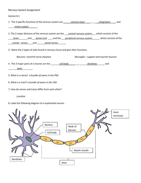 nervous system assignment