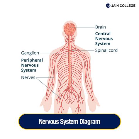 nervous system biography