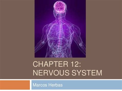 Nervous System Chapter 12 Nervous System 12 Studocu Autonomic Nervous System Worksheet Answers - Autonomic Nervous System Worksheet Answers