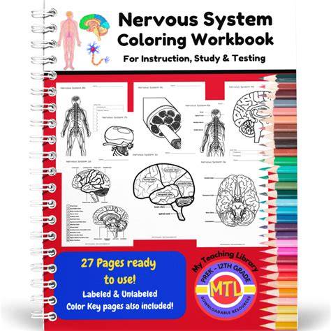nervous system coloring workbook with answer key