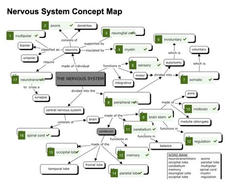 Nervous System Concept Map Answer Key