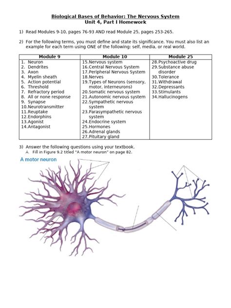Nervous System Homework Packet Key