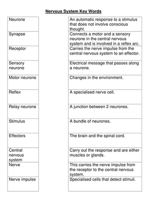 Nervous System Key Words Worksheet Teaching Resources The Nervous System Worksheet Answer Key - The Nervous System Worksheet Answer Key