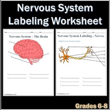 Nervous System Labeling Worksheets By Techcheck Lessons Tpt Nervous System Labeling Worksheet - Nervous System Labeling Worksheet
