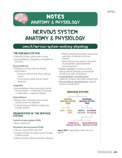 Nervous System Notes Pdf