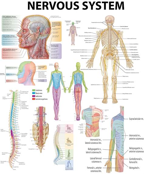 Nervous System Pdf