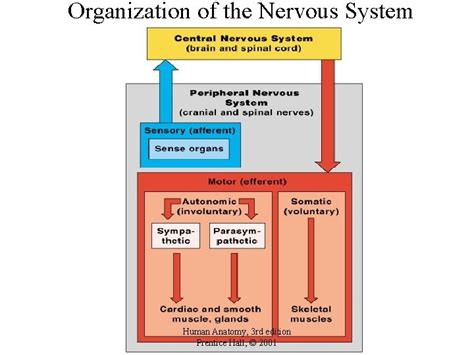 nervous system prentice hall