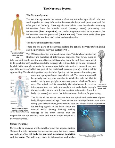 Nervous System Read Biology Ck 12 Foundation Nervous System For 5th Grade - Nervous System For 5th Grade