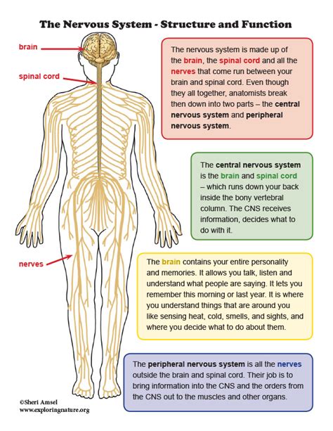 Nervous System Structure Function And Diagram Kenhub The Nervous System Worksheet Answer Key - The Nervous System Worksheet Answer Key