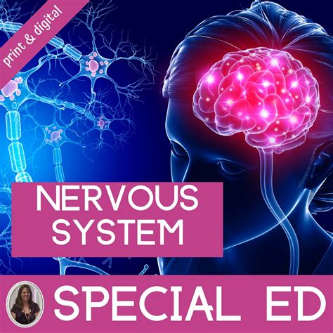 Nervous System Unit For Special Education Print And Nervous System Worksheet For Kids - Nervous System Worksheet For Kids
