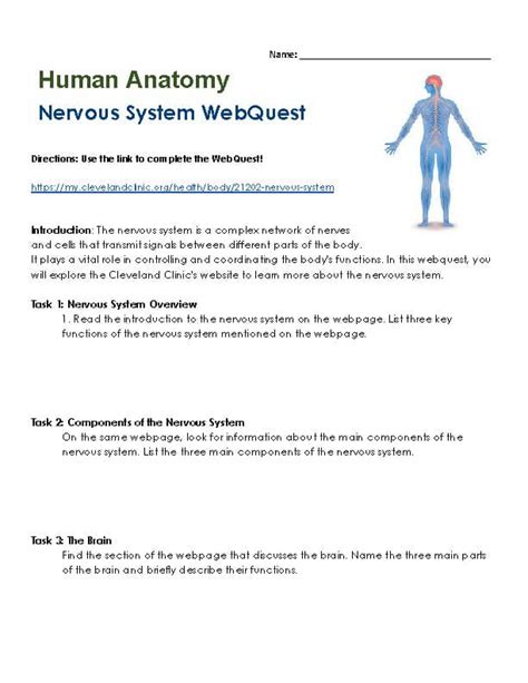 nervous system webquest key