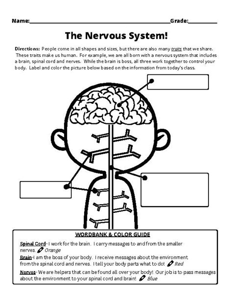  Nervous System Worksheet 3rd Grade - Nervous System Worksheet 3rd Grade