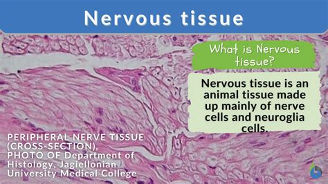 Nervous Tissue Definition