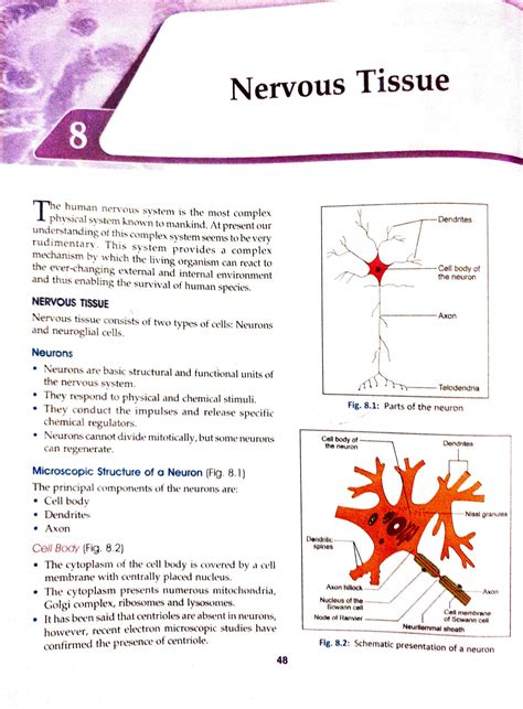 Full Download Nervous Tissue Answers Building The Framework 