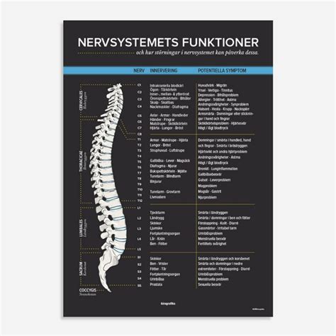 nervsystemets funktioner