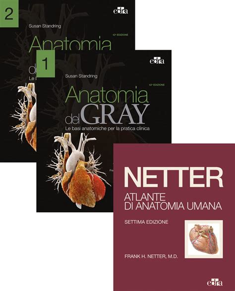 Netter Gray