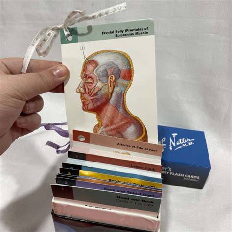 netter s anatomy flash cards with online student c