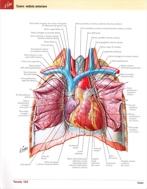 Full Download Netter Atlante Anatomia Umana E Guida 