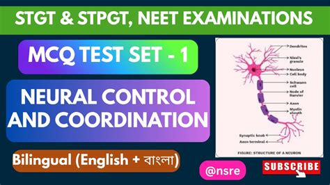 Neural Control And Coordination Mcq