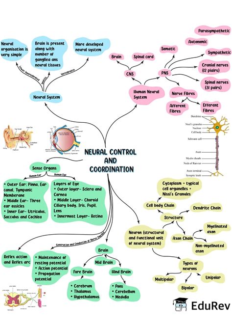 Neural Control And Coordination Notes