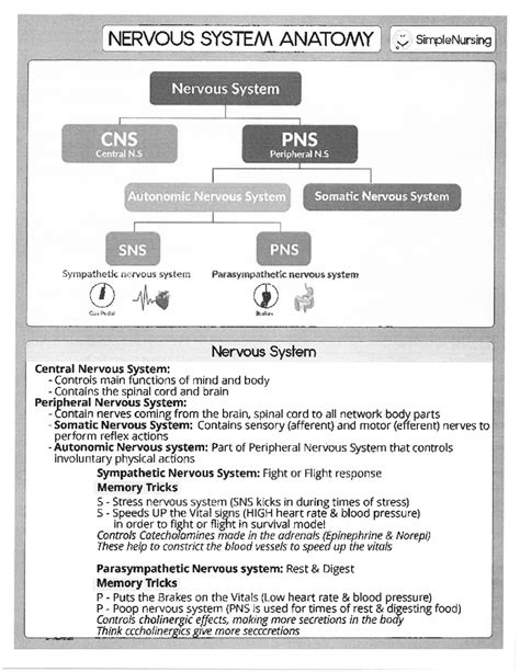 neuro cns simple nursing