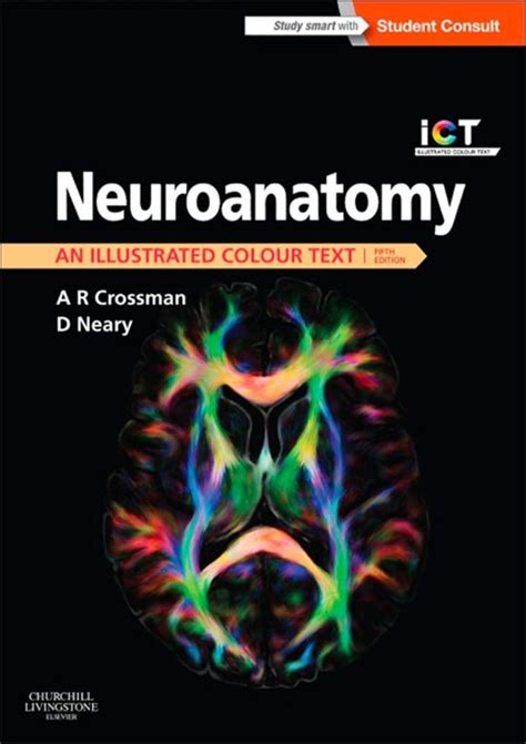 Full Download Neuroanatomy An Illustrated Colour Text Theplayore 