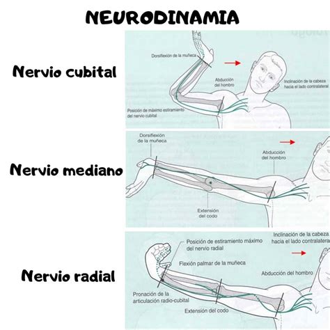 neurodinamia nervio mediano pdf