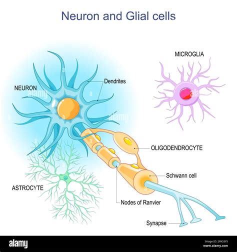 neuroglia