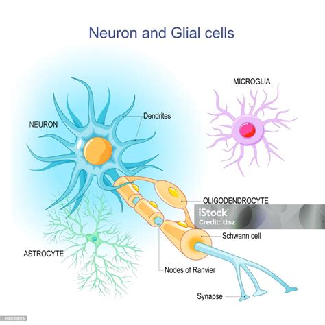 Read Neuroglia 
