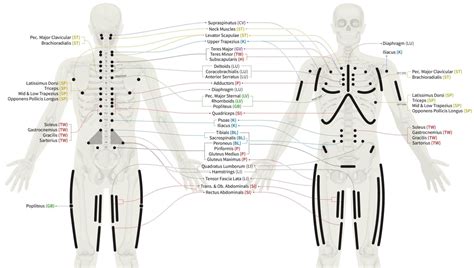 Neurolymphatic Points