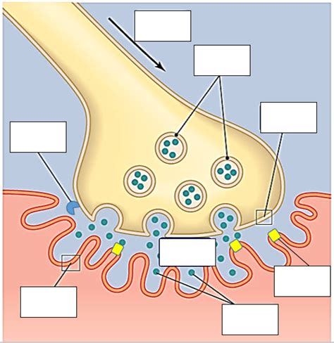 Neuromuscular Junction Labeling