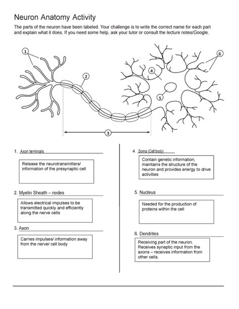 Neuron Anatomy Activity