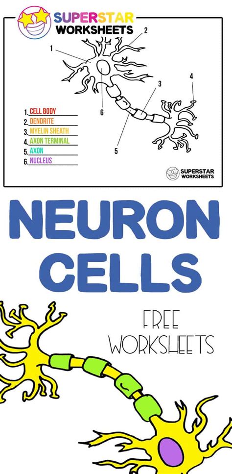 Neuron Cell Worksheets Superstar Worksheets Neurons 5th Grade Worksheet - Neurons 5th Grade Worksheet