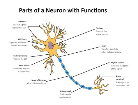 Neuron Labeled Diagram
