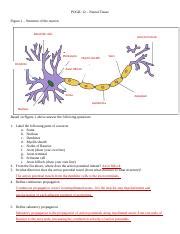 Neuron Structure Ap Bio Pogil Answer Key