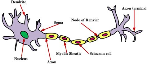 Neuron Structure Pogil