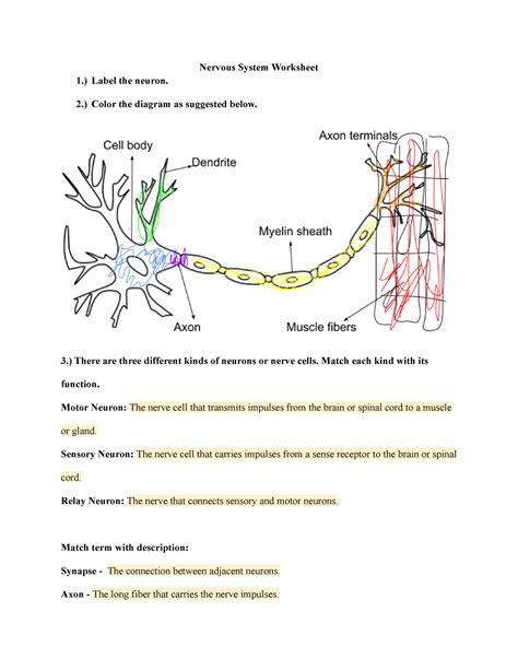 Neuron Worksheets Nervous System Anatomy In The Brain Neurons 5th Grade Worksheet - Neurons 5th Grade Worksheet