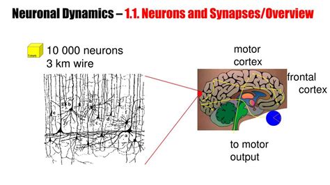 Neuronal Dynamics From Single Neurons To Networks
