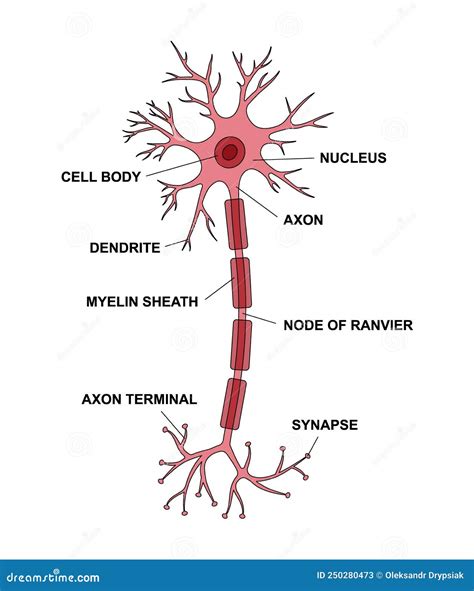 neuronen anatomie