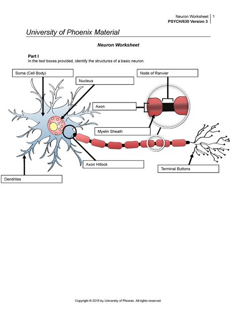 Neurons 5th Grade Worksheet   Pdf Ask A Biologist Neuron Anatomy Worksheet Activity - Neurons 5th Grade Worksheet