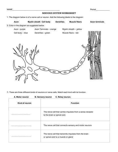 Neurons Lesson For Kids Lesson Study Com Neurons 5th Grade Worksheet - Neurons 5th Grade Worksheet