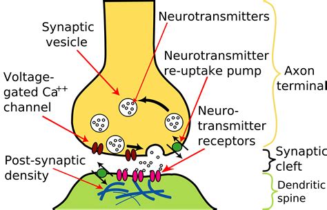 neuroscience - What are presynaptic puncta? - Psychology