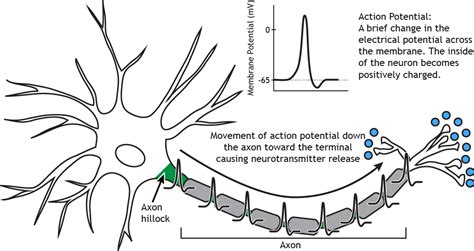 neuroscience Explanatory gaps in the formation and propagation of