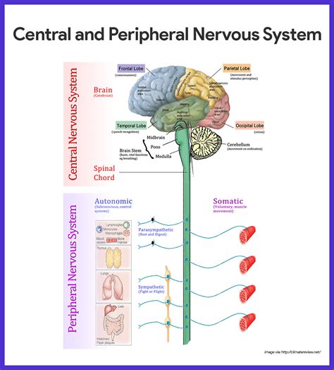 neurosystem 7
