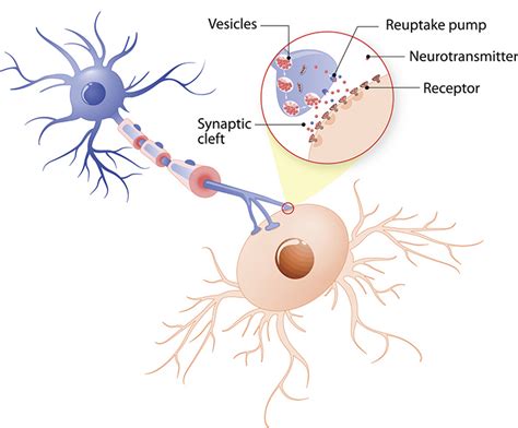 neurotransmitter